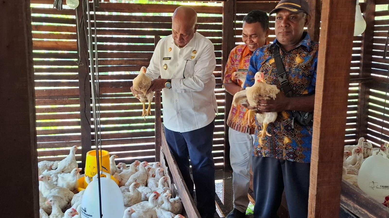 Bupati Biak Panen Perdana Ayam Broiler di Kampung Mambesak, Modal Usaha Rp15 Juta dari Dana Desa