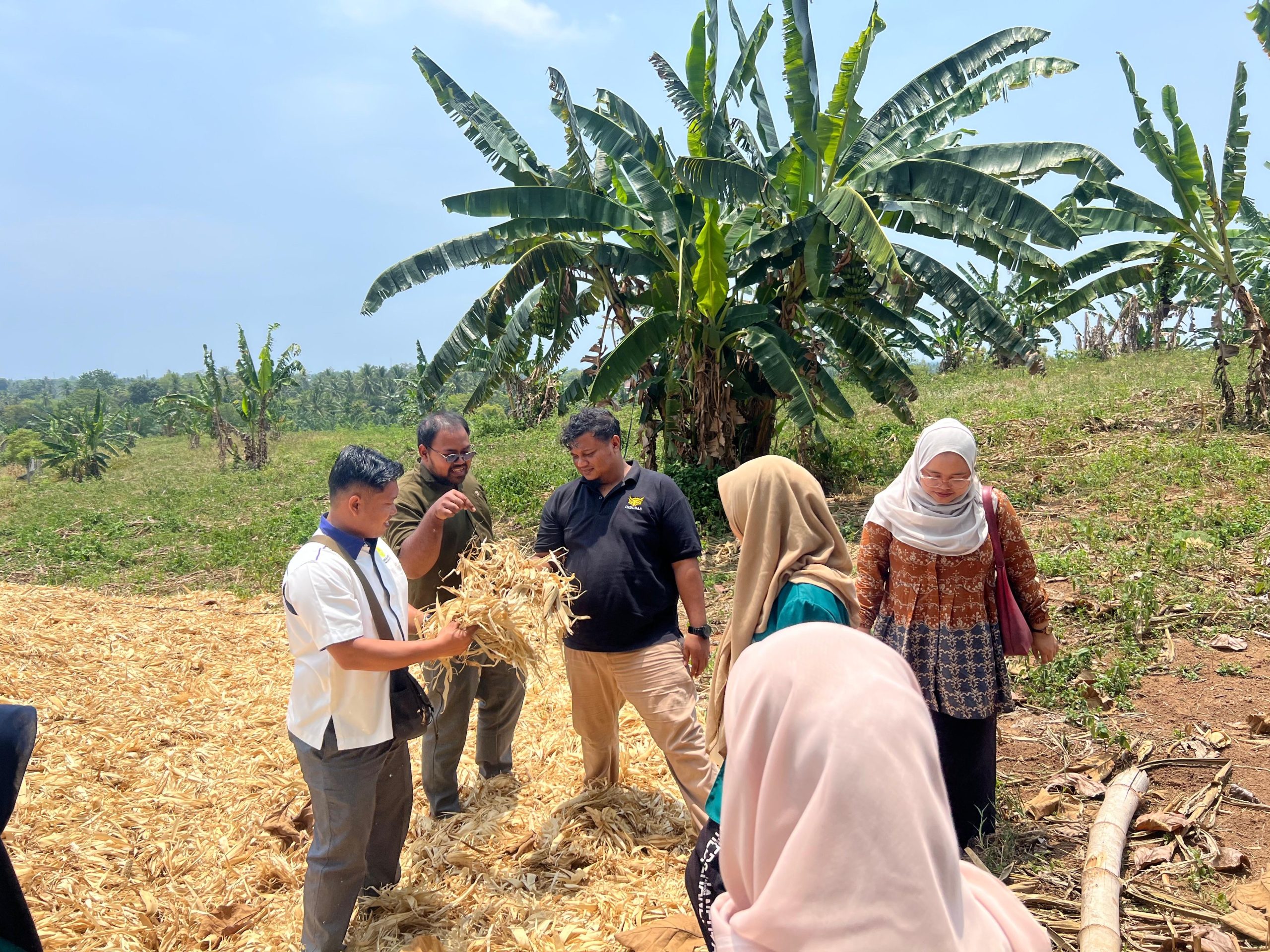 Dosen Faperta UNIKI Bireuen Latih Peternak Buket Teukueh Olah Limbah Pertanian Jadi Pakan Ternak
