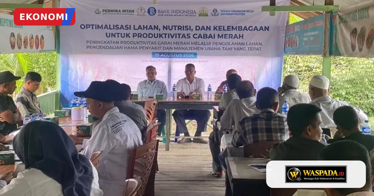 BI Aceh Gandeng 5 Kelompok Tani di Aceh Barat Kembangkan Cabai Merah untuk Jaga Inflasi