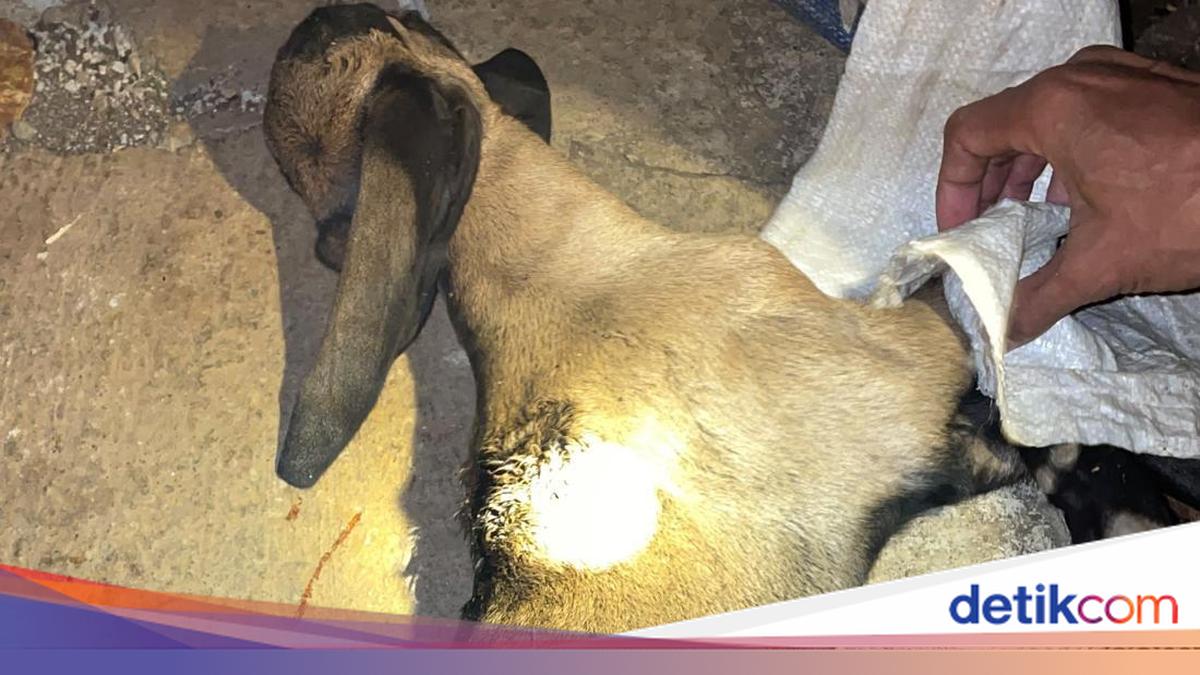 2 Ekor Anjing Liar Teror Ternak Warga di Playen Gunungkidul, 4 Hewan Mati Digigit Saat Malam Hari