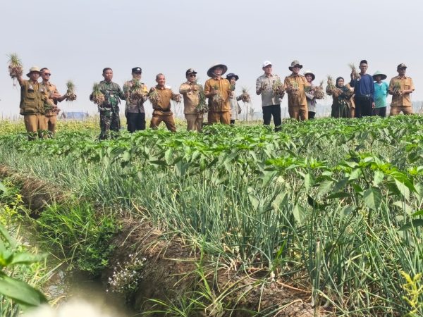 Polres Serang Puji Panen Raya Bawang di Lebak Wangi, 0,5 Hektare Sawah Kini Jadi Lumbung Baru