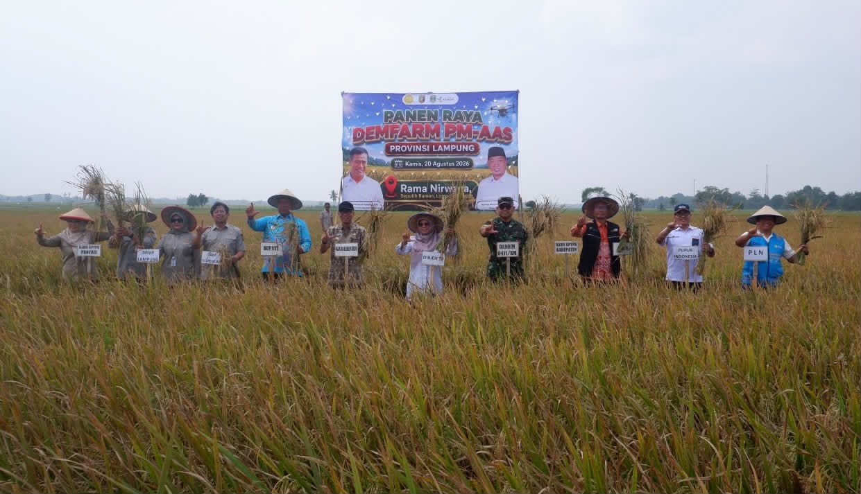 PLN Bangun Jaringan Listrik 1 Kilometer untuk Sawah Modern di Lampung Tengah, Produktivitas Padi Tembus 11,4 Ton per Hektare