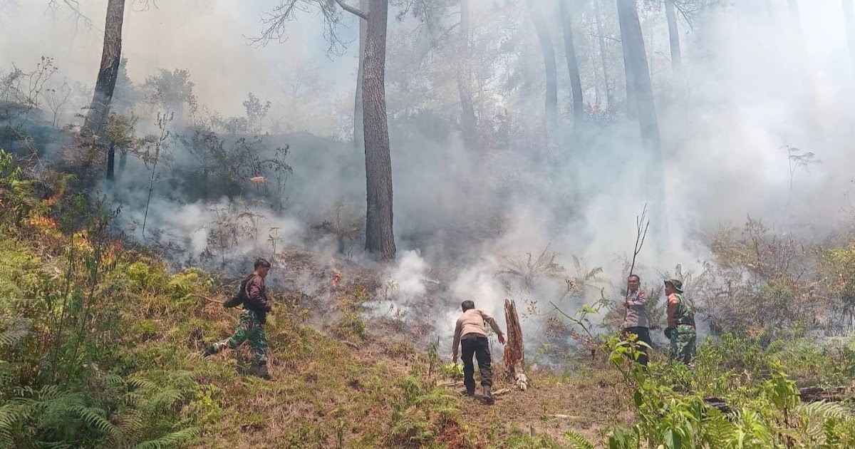 Kebakaran Hutan di Lereng Curam Tana Toraja Hanguskan 3 Hektare, Petugas Padamkan Api Secara Manual