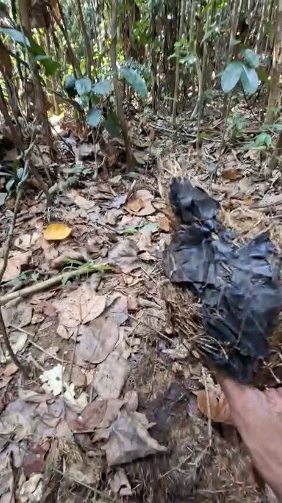 Gajah Liar di Bentang Seblat Bengkulu Ditemukan Makan Plastik dan Pakaian, 30.017 Hektare Habitat Telah Dirambah