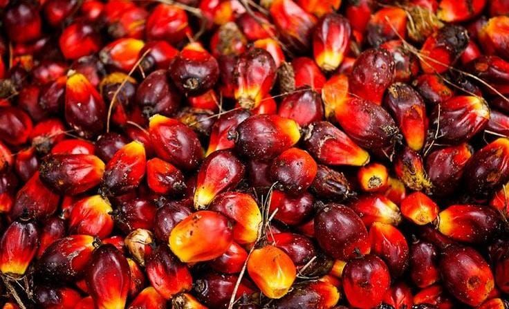 Harga TBS Sawit Sulsel Agustus 2026 Resmi Ditetapkan, Tertinggi Rp3.357 per Kg untuk Umur 9 Tahun