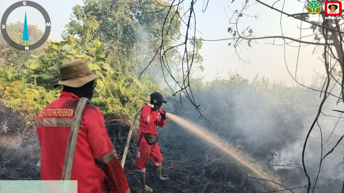 Kepala Staf Presiden Ungkap 335 Konsesi Hutan di Sumatera dan Kalimantan Terbakar