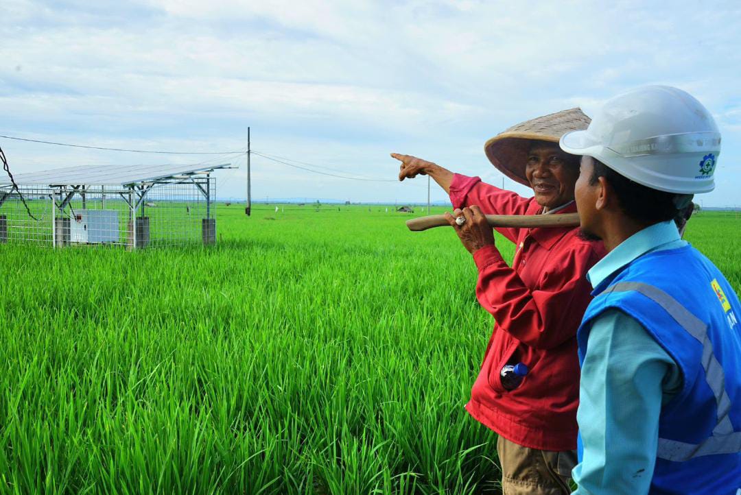 Panen Raya 11,4 Ton per Hektare di Lampung Tengah, PLN Alirkan Listrik untuk Irigasi 100 Hektare Sawah