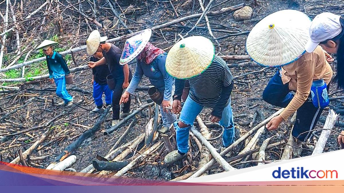 Bukan Asal Bakar, Warga Long Alango di Kaltara Punya Aturan Adat Ketat Cegah Karhutla