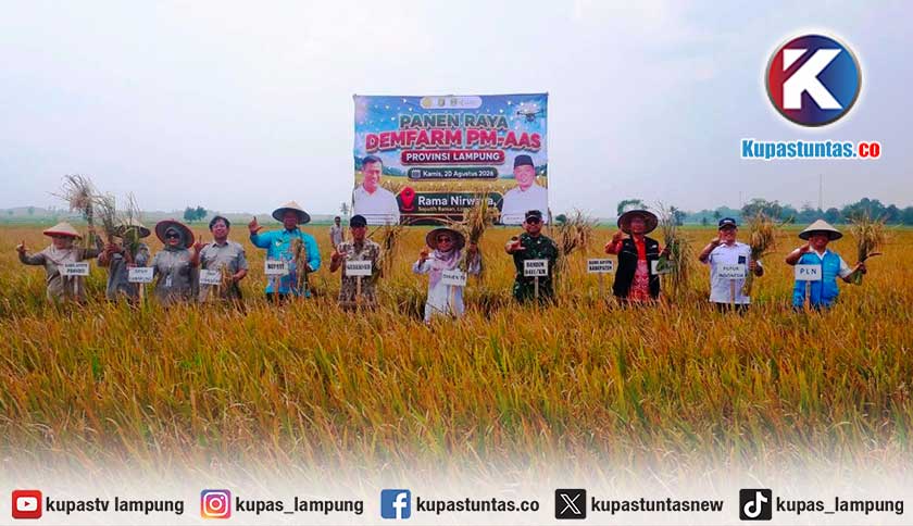 PLN Alirkan Listrik ke Sawah 100 Hektare di Lampung, Produksi Padi Tembus 11,4 Ton