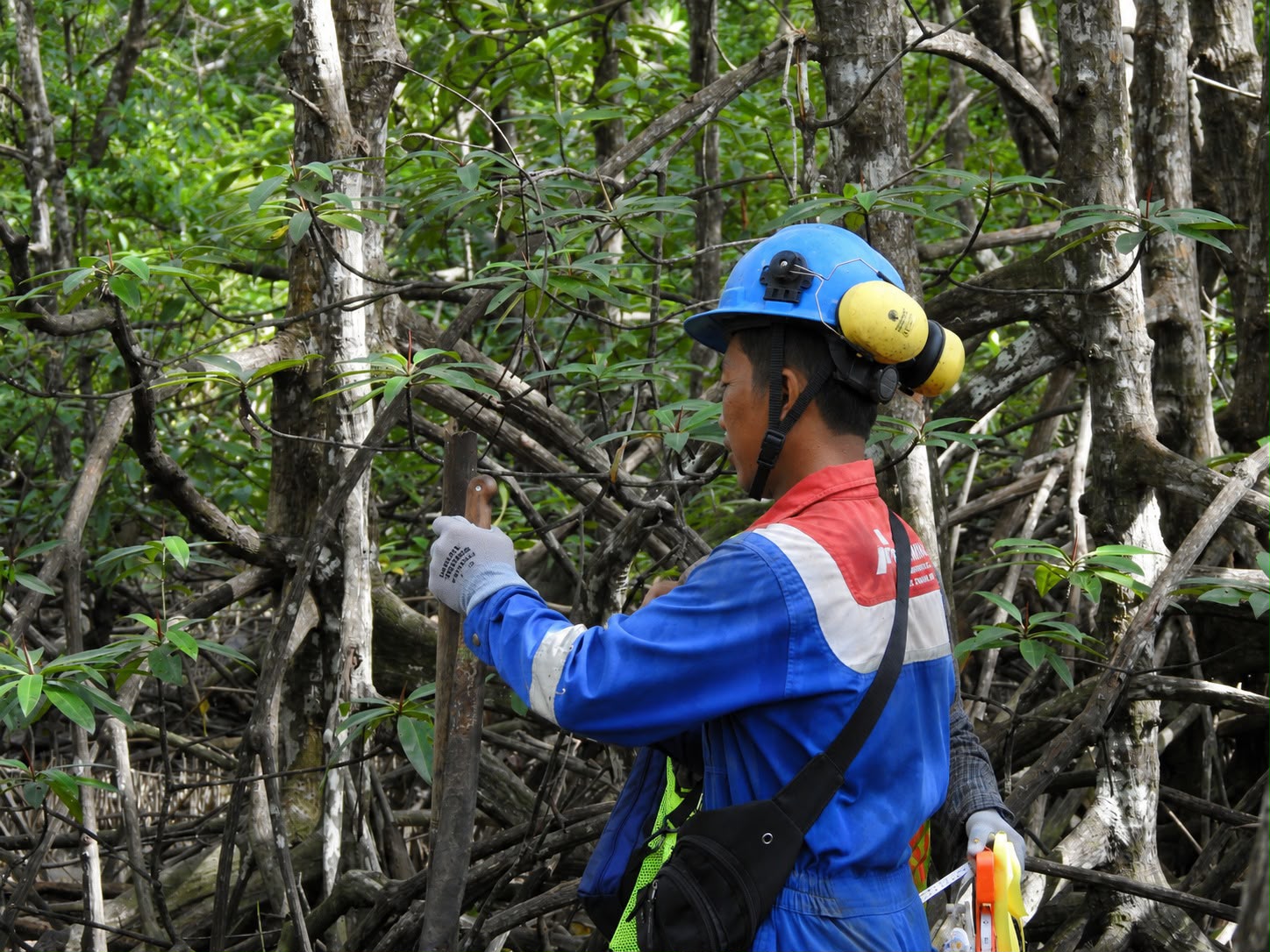 Pertamina Kembangkan Konservasi Mangrove Kariangau, Jenis Burung Naik 48 Persen