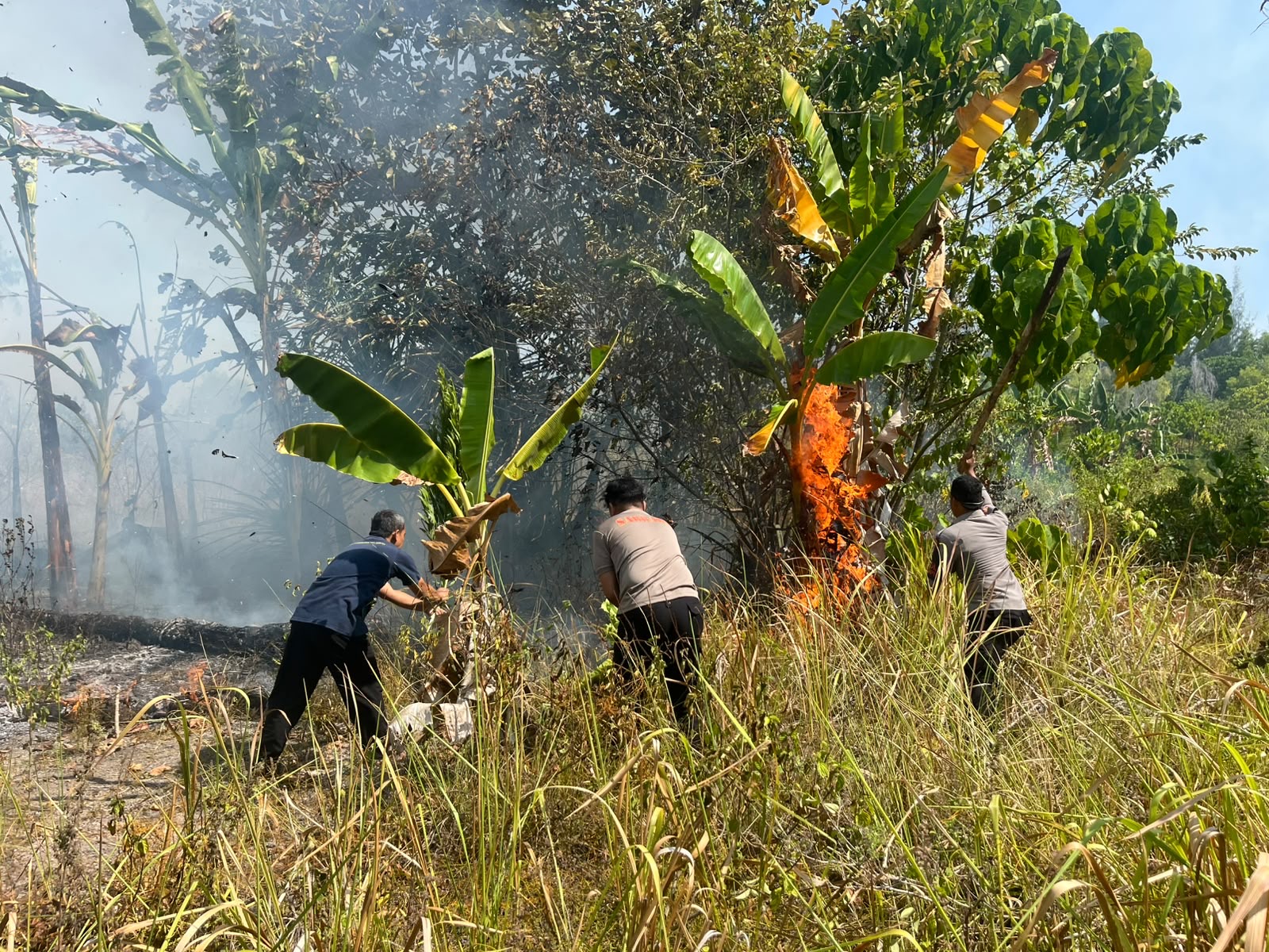 Kebakaran Hutan Landa Ternate hingga Morotai, 2 Hektare Rumput Alang-Alang Hangus di Daloha Resort