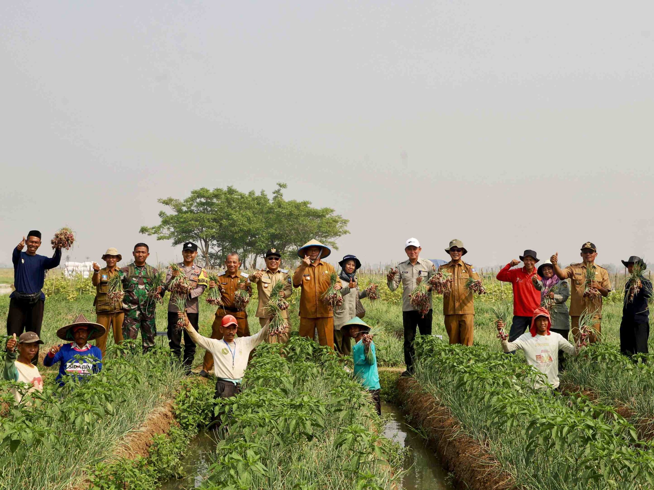 Panen Raya Bawang Merah di Serang, Pemkab Targetkan Produksi Tembus 80 Ton demi Tekan Inflasi