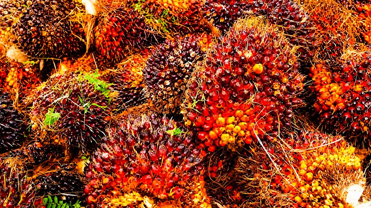 Harga TBS Sawit Jambi Turun Rp12,91 per Kg, Petani Kelapa Sawit Terima Rp3.866 per Kg