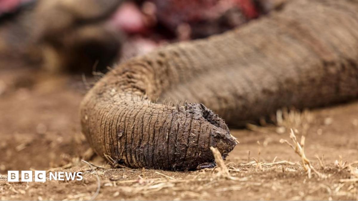 Empat Orang Ditahan Terkait Kematian Belasan Gajah di Taman Nasional Amboseli