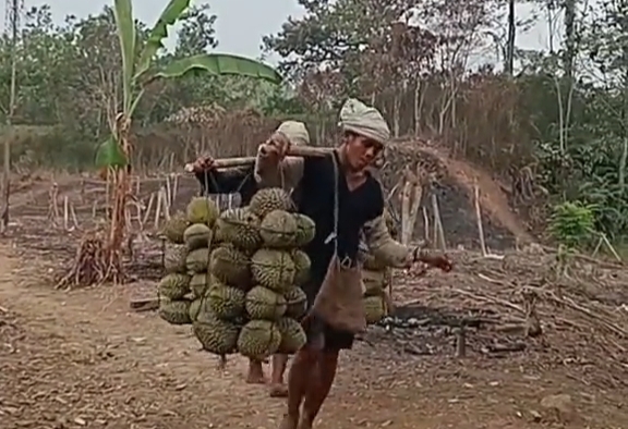 Musim Durian Baduy 2026 Tiba, Warga Kanekes Sibuk Angkut Hasil Kebun dari Perbukitan, Puncak Panen hingga September
