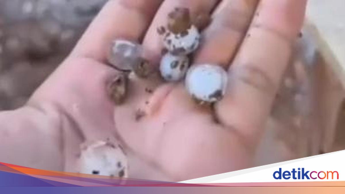 Hujan Es Sebesar Kelereng Guyur Luwu Utara, Warga Berhamburan Berteduh—Ini Penjelasan BMKG