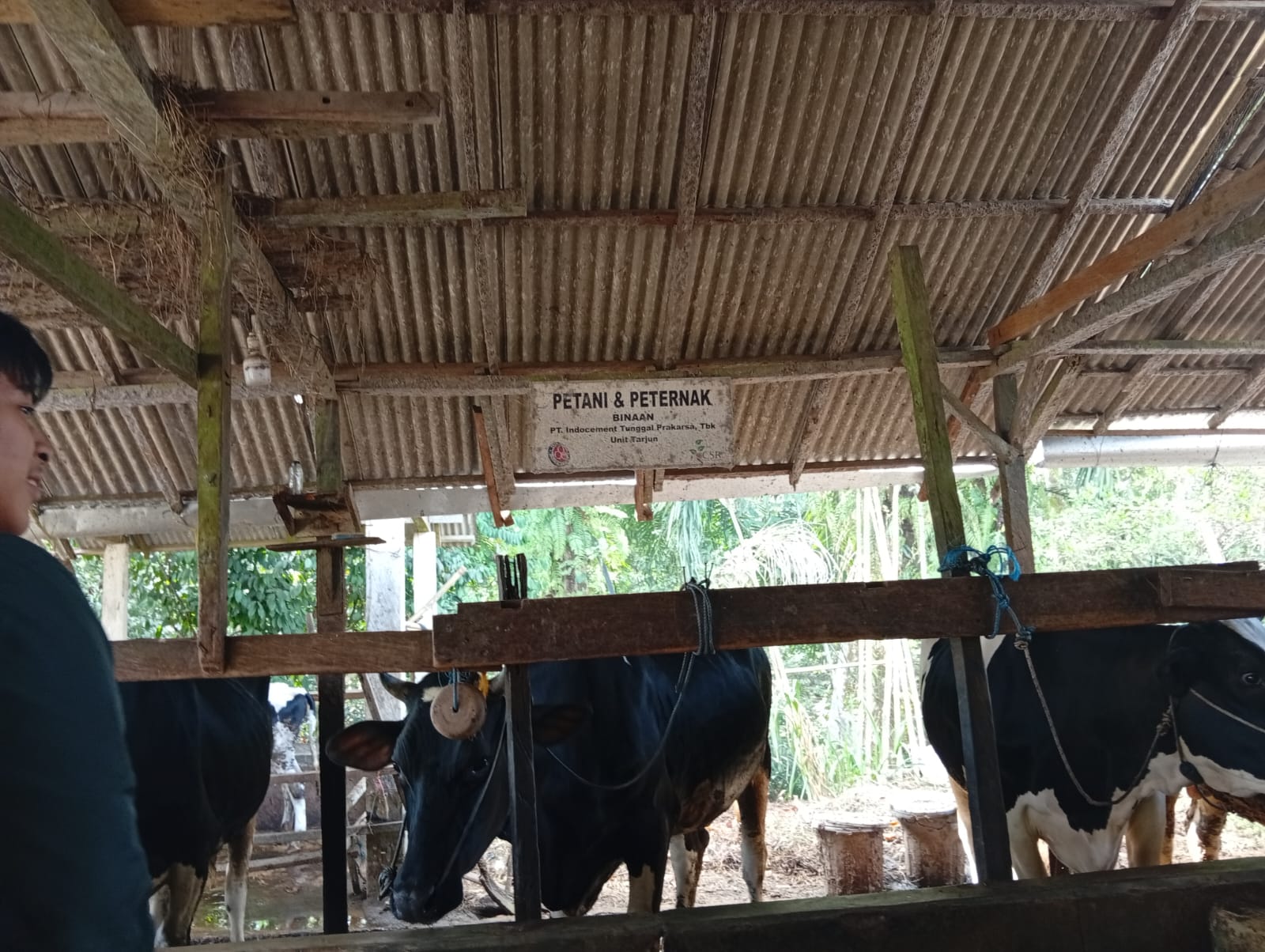 Indocement Ajak Wartawan Tinjau Peternakan Sapi Perah hingga UMKM Ecoprint di Kotabaru