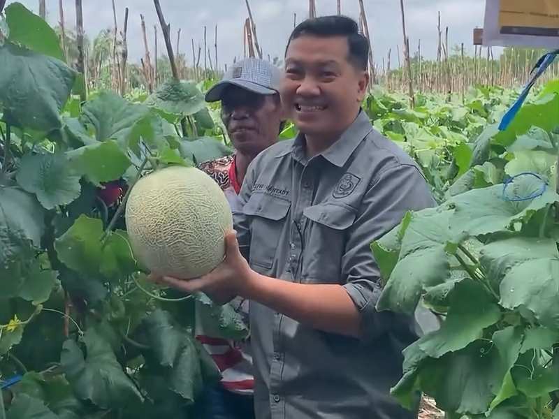 DPKP Kotim Dorong Petani Kembangkan Budidaya Melon Berbasis Teknologi, Gelar Panen Bersama di Sampit