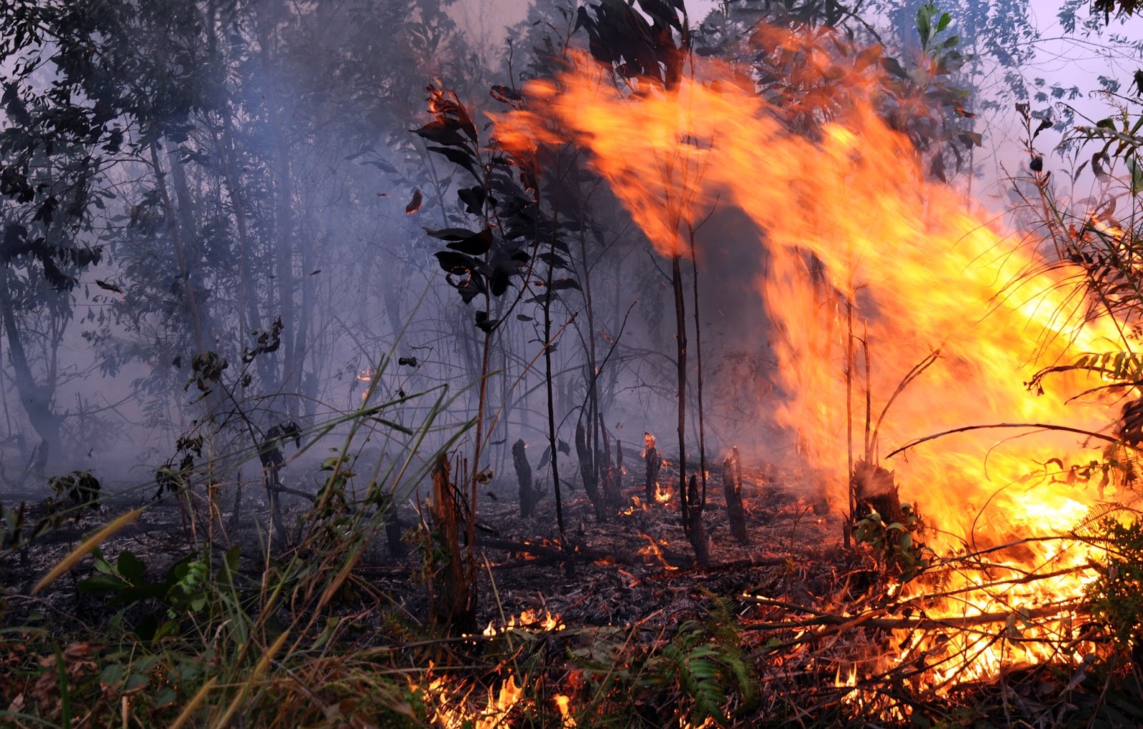 Karhutla Kaltim Tembus 1.000 Hektare, Berau Terparah dengan 400 Hektare Lebih Terbakar