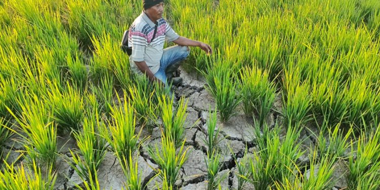 11 Daerah di Sultra Siaga Kekeringan, Luas Sawah Terdampak Tembus 3.041 Hektare