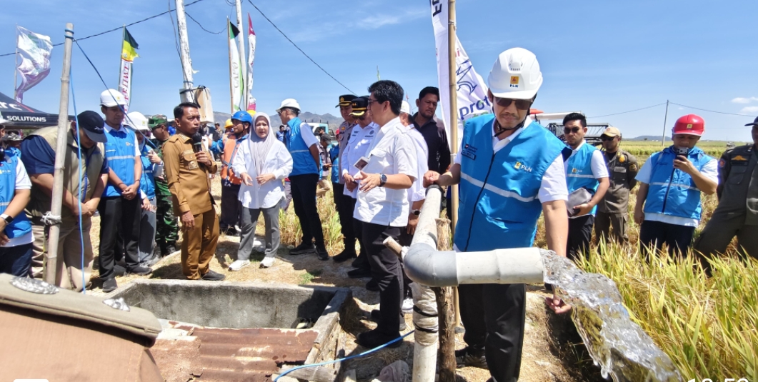 Listrik Masuk Sawah Selamatkan Produksi Padi Sidrap dari El-Nino, Nilai Panen Capai Rp93,85 Miliar per Tahun