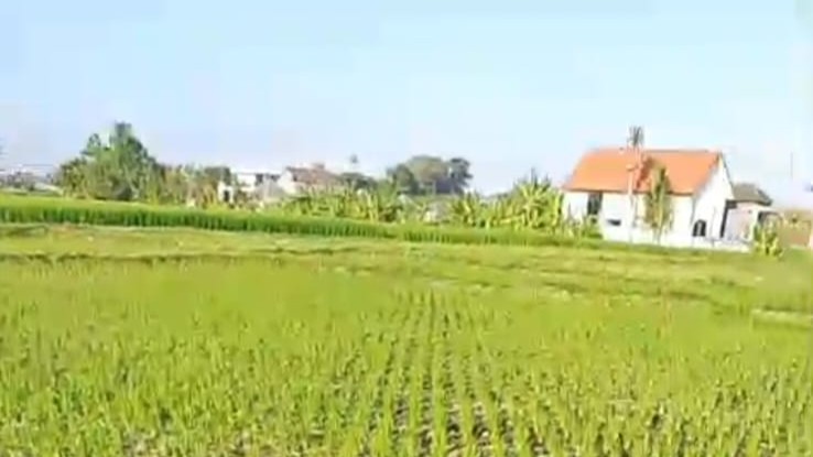 746 Hektare Sawah di Tabanan Terancam Gagal Tanam Akibat Kemarau, Petani di 6 Kecamatan Terpaksa Bera