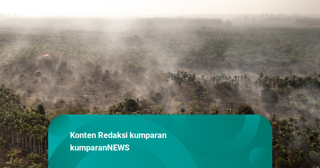 Kabut Asap Karhutla Makin Pekat di Jambi, 3 Kasus Kebakaran Masuk Proses Hukum Kementerian Kehutanan