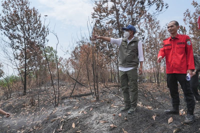 Kemenhut Perketat Patroli Karhutla di Berau Kaltim Demi Selamatkan Habitat Orangutan Kalimantan