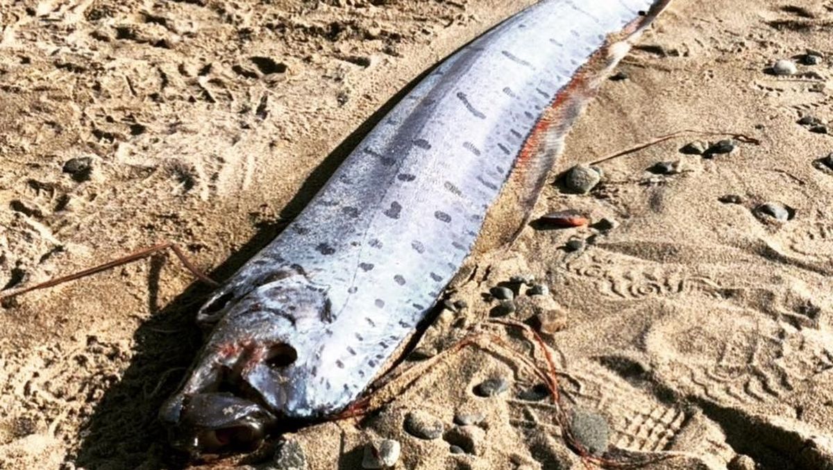 Ikan Oarfish 4 Meter Terdampar di Pantai Pink Lombok, Warga Diminta Tetap Tenang