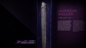 Penampakan Ikan Oarfish di Lombok Kembali Picu Isu Pertanda Gempa
