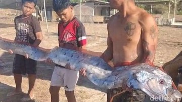 Ikan Oarfish 4 Meter Terdampar di Pantai Pink Lombok Timur, Ini Fakta Penemuannya