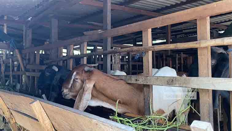 Kemarau Panjang di Banjarbaru Membuat Hewan Ternak Rentan Alami Heat Stress, Daya Tahan Tubuh Menurun