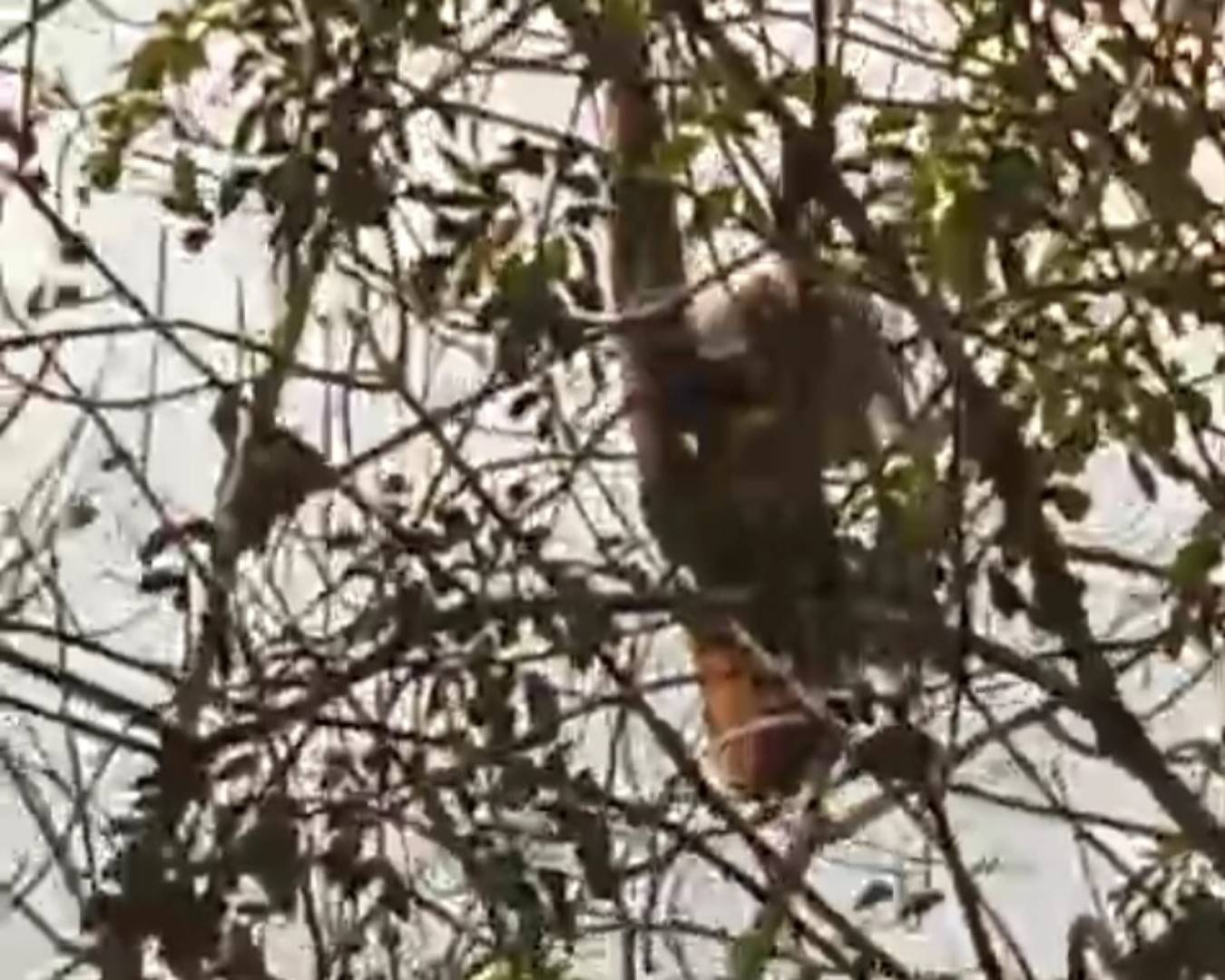 Karhutla Kotim Kian Luas, BKSDA Sampit Waspadai Orangutan dan Beruang Madu Masuk Permukiman Warga