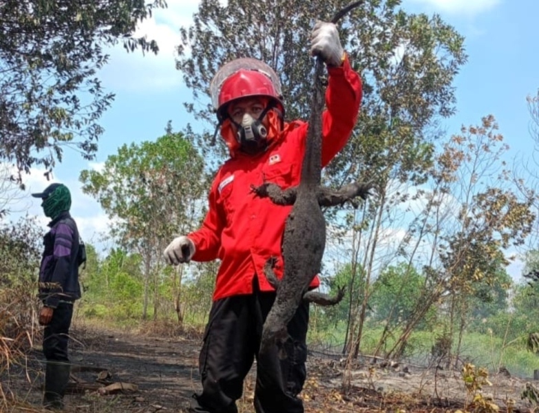 Karhutla Kotim Tewaskan Belasan Satwa Liar, Ular dan Anak Burung Jadi Korban Terbanyak