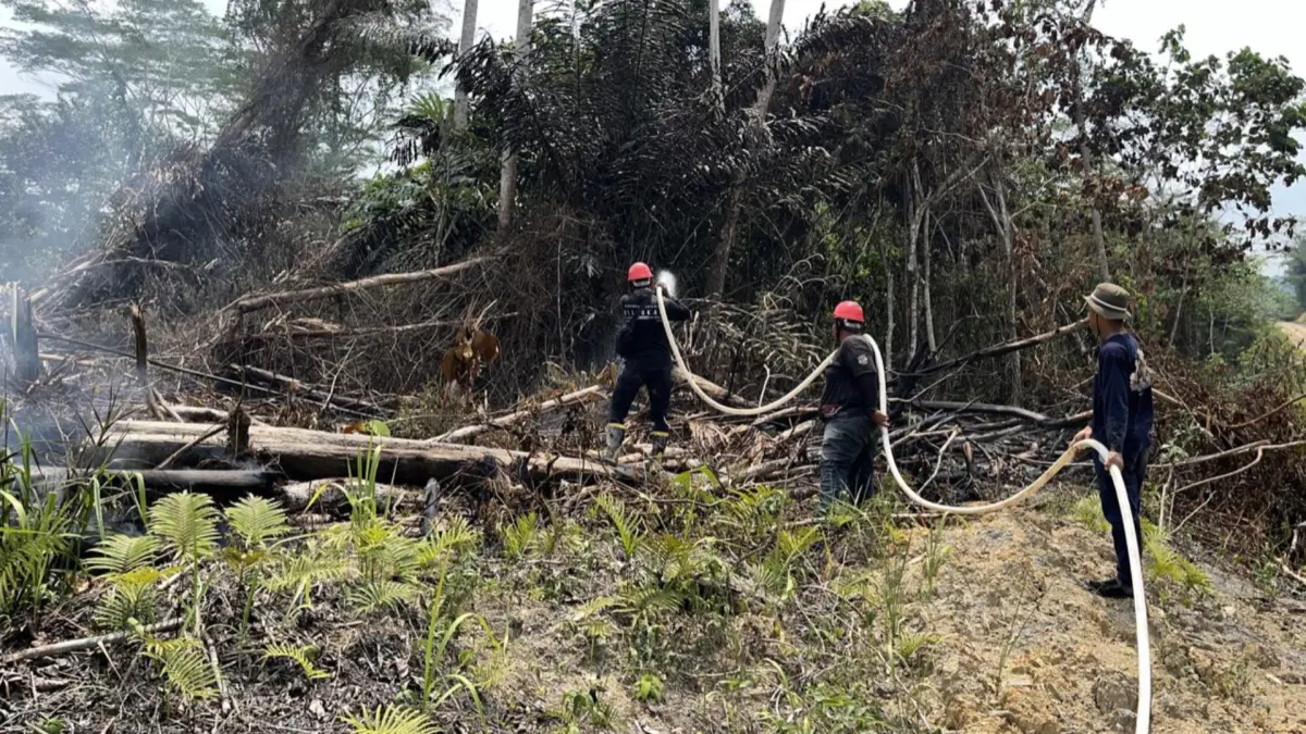 Karhutla Kaltara Tembus 1.076 Hektare, Bulungan Jadi Wilayah Terluas dengan 131 Hektare Terbakar