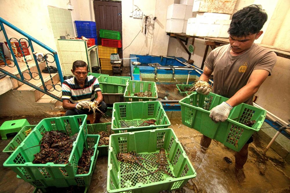 India Naikkan Bea Masuk ke 15%, Eksportir Gambir Sumatera Barat Cemas Kehilangan Pasar Utama