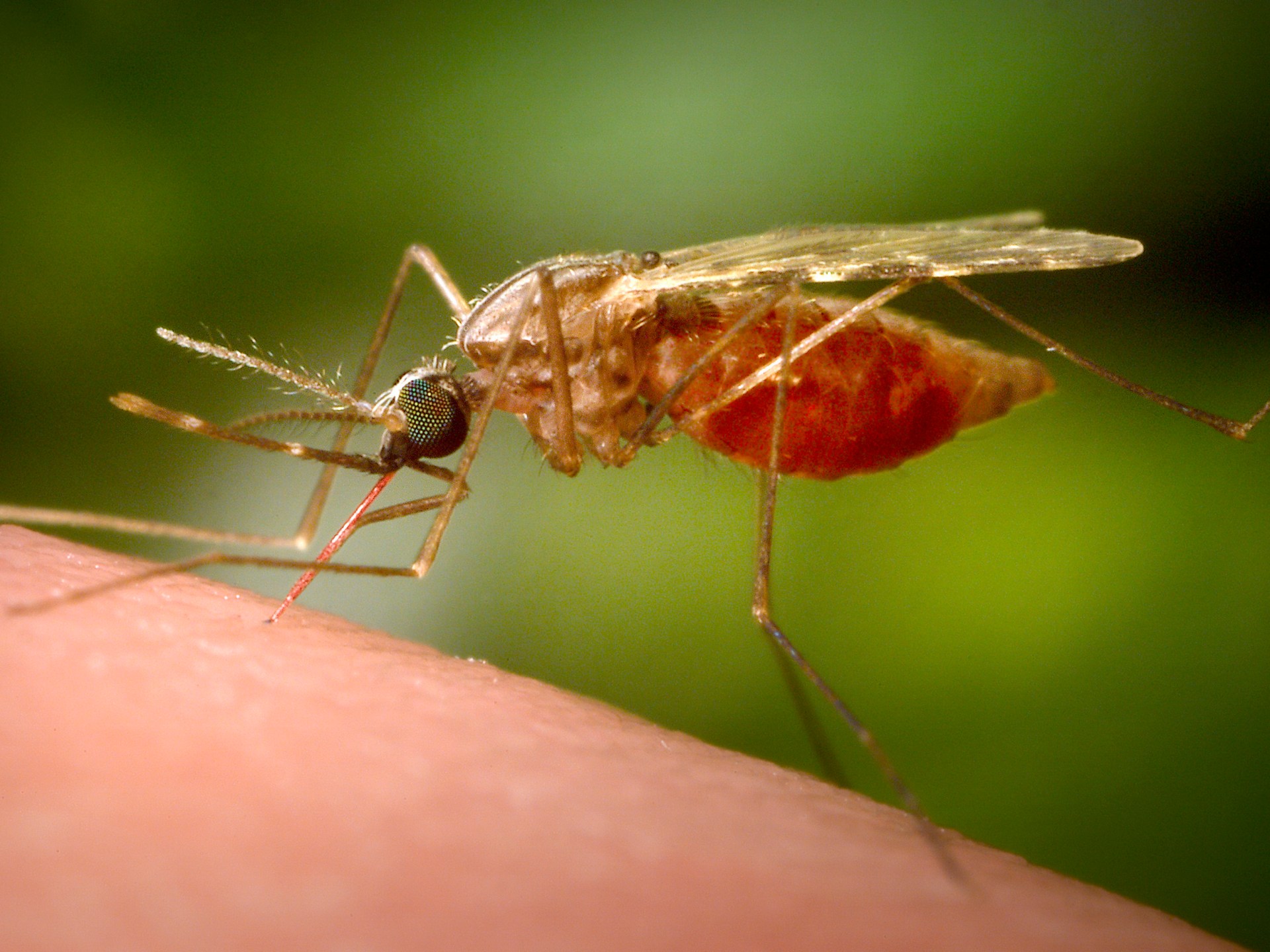 Dua Pekerja Bandara Frankfurt Meninggal akibat Malaria dari Nyamuk Impor