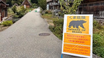 Penampakan Beruang di Gunung Jepang Meningkat, Pendaki Menghindari Tohoku