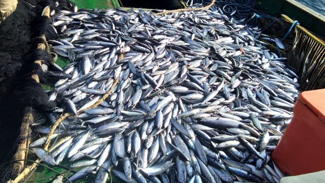 DPRD Kaltara Dorong Pengelolaan Laut Berkelanjutan, Ekosistem Pesisir Jadi Prioritas Utama