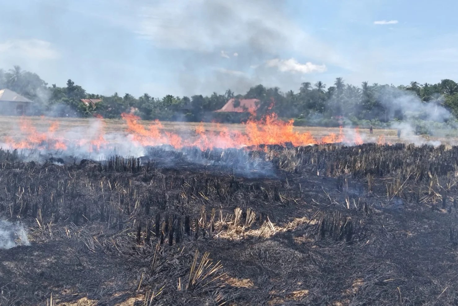 5,5 Hektare Sawah di Aceh Besar Hangus Terbakar, Api Menjalar dari Pembakaran Jerami Saat Kemarau
