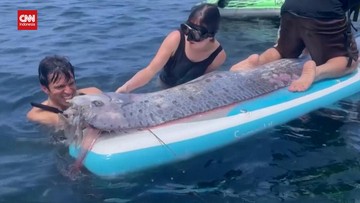 Ikan Oarfish Ditemukan Mati di Pantai Pink Lombok, Pakar Tegaskan Bukan Pertanda Gempa