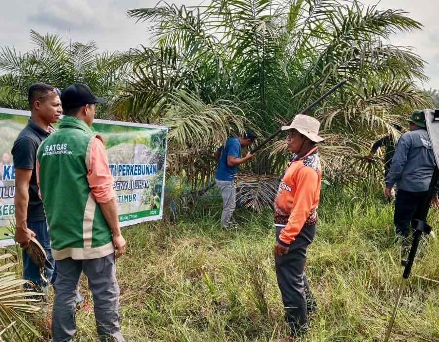 Dinas Perkebunan Kutim Turun ke Desa Tanjung Labu, Sekolah Lapang Sawit Targetkan Produktivitas Petani Meningkat