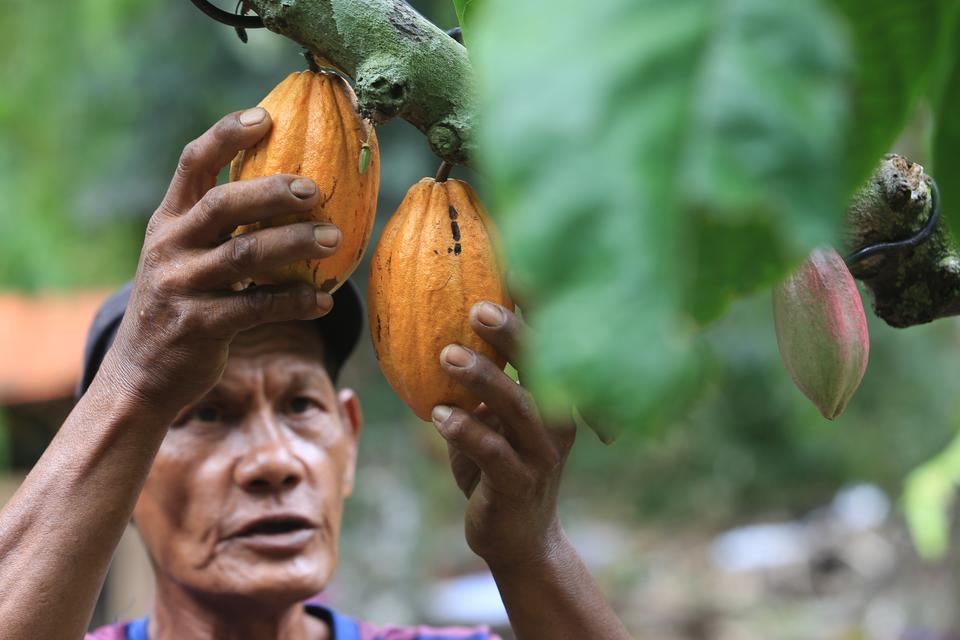 Produksi Kakao Sulteng Capai 126 Ribu Ton, Pemprov Buka Keran Investasi Pabrik Hilir