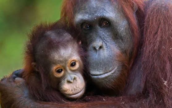 5 Fakta Peran Orangutan bagi Ekosistem Hutan Tropis yang Terancam Karhutla di Indonesia