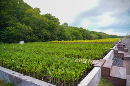 15.000 Bibit Mangrove Ditanam di Tahura Ngurah Rai Bali, Nasibnya Kini Bergantung pada Pemeliharaan