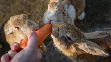 Pulau Kelinci Okunoshima Jepang Kini Diburu Babi Hutan, Populasi Kelinci Terancam