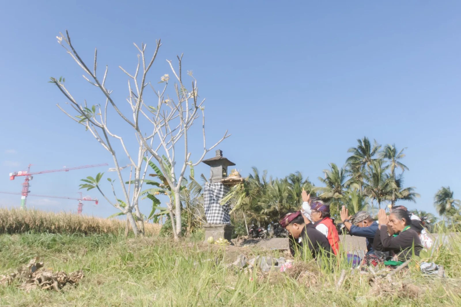 19 Hektare Sawah di Gianyar Terancam Proyek GOR, Petani Bakbakan Gelar Sembahyang di Pelinggih Bhatari Sri