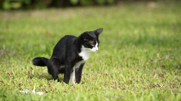 Kucing Liar Sering Buang Kotoran di Halaman? Ini 7 Cara Mengusirnya Tanpa Menyakiti