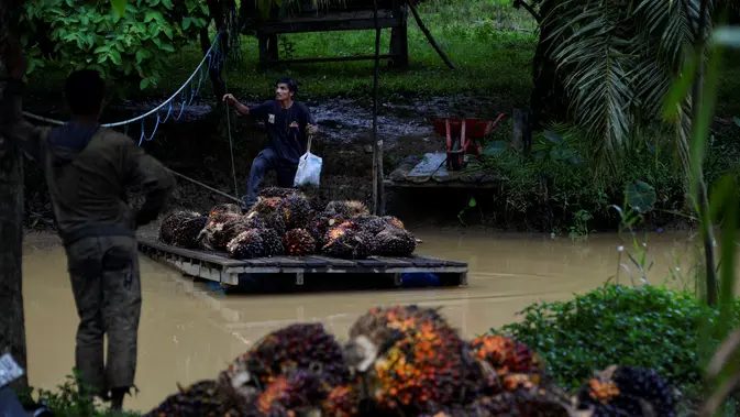 BPDP Buka Panggung Global untuk UMKM Sawit, Kelapa, dan Kakao Indonesia