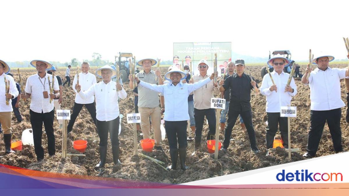 Bupati Bone Andi Asman Sulaiman Tanam Perdana Tebu di 510 Hektare, Target Jadi Lumbung Tebu Sulsel